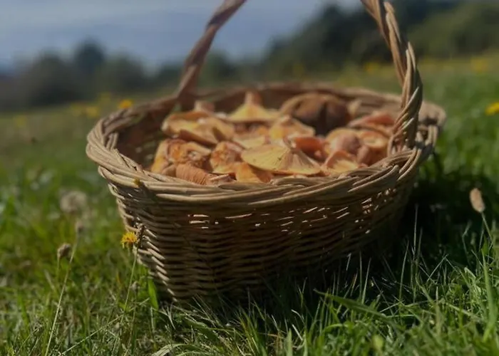 Hauzify I Cal Couqui Nyaraló *